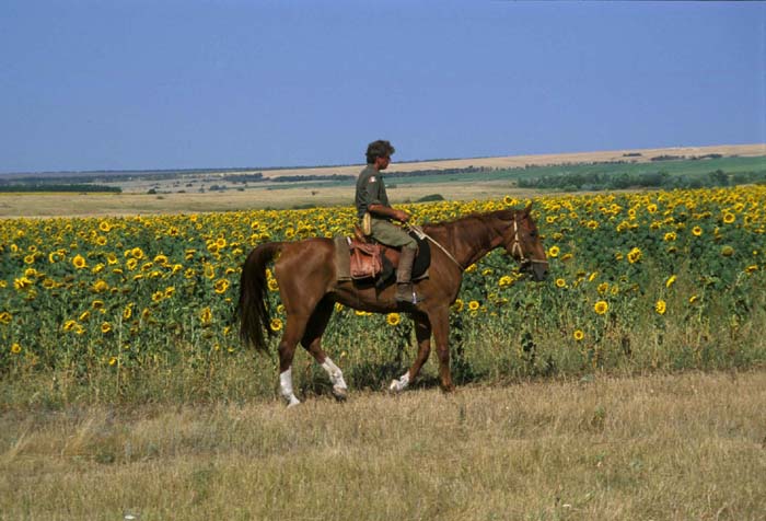 girasoli